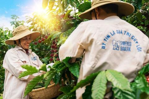 Giá cà phê chạm đỉnh, vẫn thấp thỏm sinh tồn