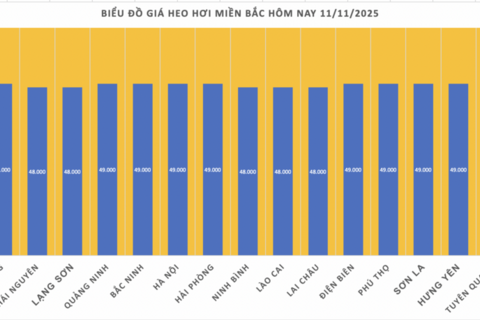 Giá heo hơi hôm nay 11/11/2025: Đồng loạt giảm 1.000 đồng/kg