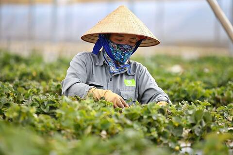 Quỹ tích lũy nội bộ: Phao cứu sinh tự thân của HTX