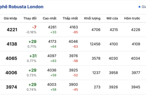 Giá cà phê hôm nay 11/12/2025: Tăng nhẹ 200 đồng