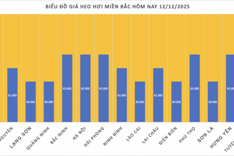 Giá heo hơi hôm nay 12/12/2025: Tăng đồng loạt, lập đỉnh mới