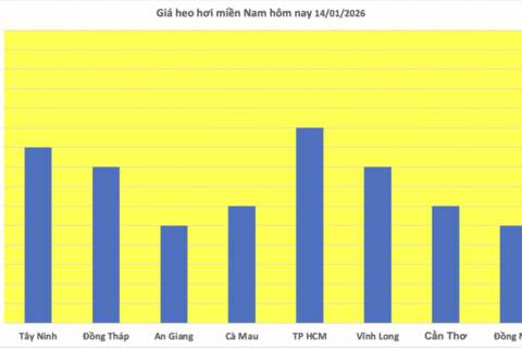 Giá heo hơi hôm nay 14/1/2026: Miền Bắc lập đỉnh mới 76.000 đồng/kg