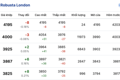 Giá cà phê hôm nay 19/1/2026: Chững lại phiên đầu tuần