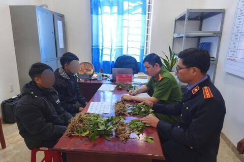 Triệt phá nhóm đối tượng chuyên trộm sâm Ngọc Linh