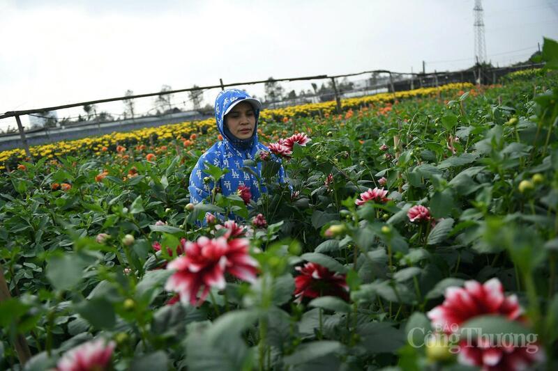 Hoa thược dược có giá 100.000 đồng/10 cành bán tại vườn.