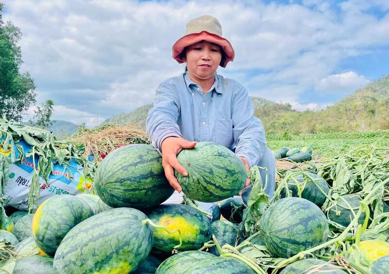 Chị Nguyễn Thị Bích Phương tất bật lựa những trái dưa to, đẹp nhất để bán.