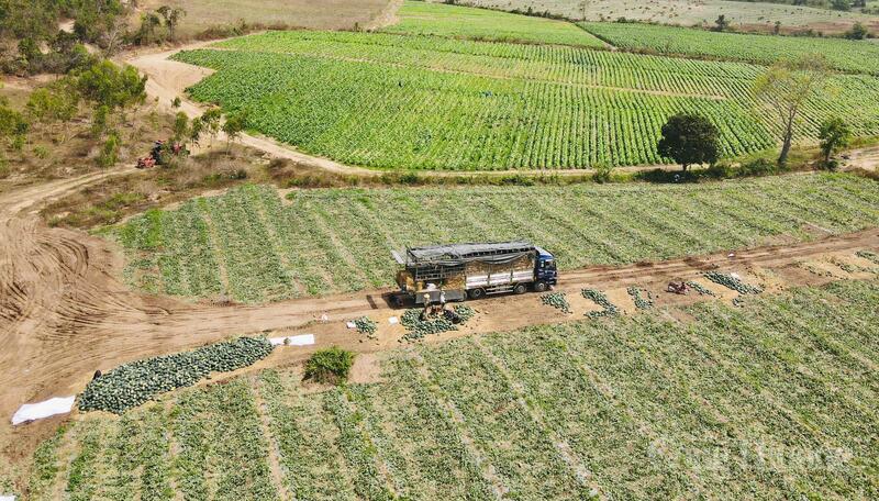 Toàn tỉnh có khoảng 2.733 ha dưa hấu, trong đó mới thu hoạch hơn 10% với sản lượng trên 12.000 tấn.