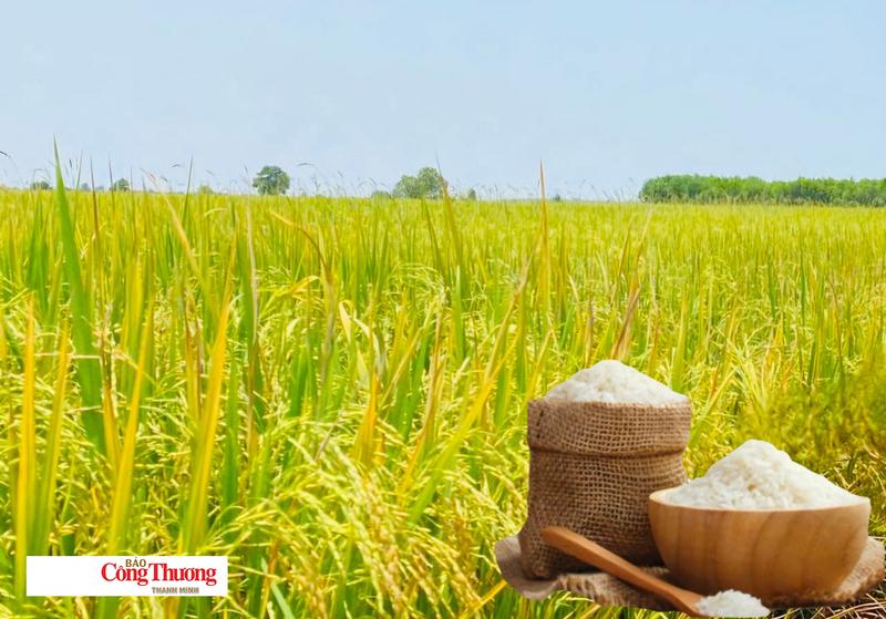 Giá lúa gạo hôm nay ngày 8/7: Gạo xuất khẩu biến động trái chiều, lúa tươi vững giá.