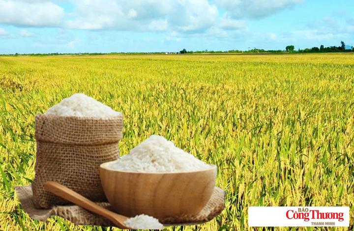 Giá lúa gạo hôm nay ngày 27/8/2026: Gạo xuất khẩu giảm.