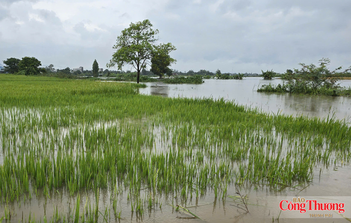 Không chỉ nhà dân, nhiều diện tích sản xuất cũng bị ảnh hưởng. Một số diện tích hoa màu chịu tác động do nước dâng.