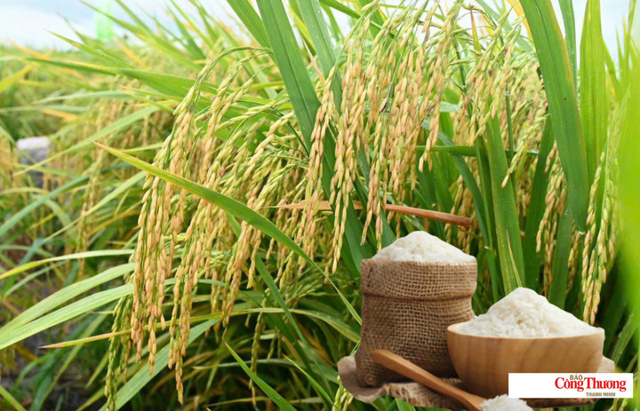 Giá lúa gạo hôm nay ngày 12/10/2026: Giá lúa tươi tăng nhẹ.
