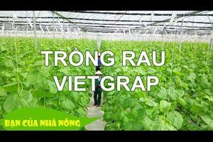 TRỒNG RAU AN TOÀN THEO CHUẪN VIETGAP - Những điều nông dân cần biết
