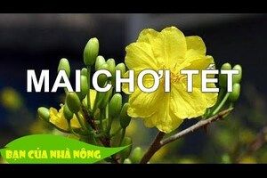 Bí Quyết Nhặt Lá Để Hoa Mai Nở Đúng Tết