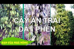 Kinh nghiệm trồng cây ăn trái trên đất phèn