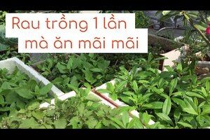 4 giống rau trồng 1 lần ăn mãi mãi - rau ăn lá | THÍCH TRỒNG CÂY TV
