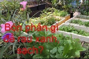 Điểm danh vườn sân thượng. Giải đáp về làm đất, ủ phân, bón phân sau thu hoạch | THÍCH TRỒNG CÂY TV