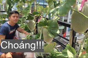 Choáng! Sân thượng trồng dưa lưới, cóc, táo, kèo nèo, nuôi chim cút - KT trồng dưa lưới