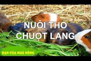 Kết hợp nuôi thỏ và chuột lang - Đơn giản, tiết kiệm mà hiệu quả
