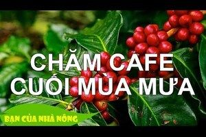 Chăm Sóc Cây Cà Phê Cuối Mùa Mưa - Giai đoạn quan trọng quyết định năng xuất mùa vụ