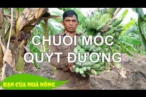 Thoát Nghèo nhờ trồng chuối mốc xen lẫn quýt dường