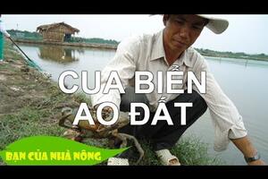 Chuẩn Bị Ao Để Nuôi Cua Biển - Bước quan trọng nhất trong nuôi cua biển trong ao đất