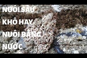 Nuôi Sâu Canxi bằng thức ăn khô hay nuôi bằng hỗn hợp nước ?