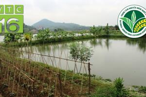 Lão nông thu 6 tỷ với vườn, ao rộng 12 ha | VTC16