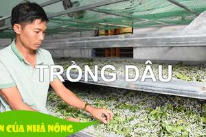 Trống dâu nuôi tắm theo hướng công nghệ cao - Kiến thức hay cho nhà nông