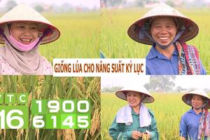 Lúa tốt, nông dân miền Bắc bội thu vụ mùa