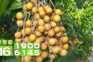 Xuất khẩu nhãn chín muộn Hà Nội sang Mỹ, Australia, EU