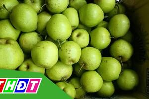 Bước vào mùa lê đường Hà Giang