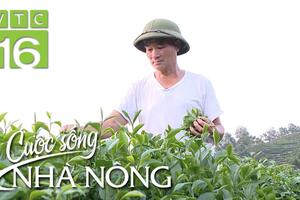 Trồng chè hữu cơ giá cao gấp 10 lần chè thường
