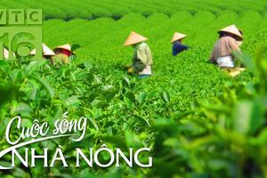Nông dân kiểu mẫu ở vùng chè Khe Cốc