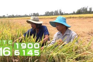 Khảo nghiệm nhiều giống lúa mới, năng suất 7 tấn/ha