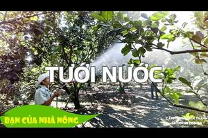 Chống hạn cho Bưởi - Mùa khô tới rồi bà con ơi!