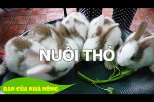 5 Lưu ý cho bà con bắt đầu Nuôi Thỏ
