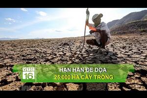 Hạn hán đe dọa 25 nghìn ha cây trồng | VTC16