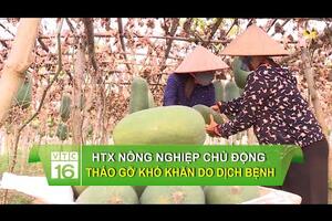 HTX nông nghiệp chủ động tháo gỡ khó khăn do dịch bệnh | VTC16