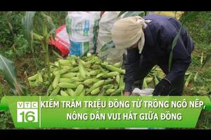 Kiếm trăm triệu đồng từ trồng ngô nếp, nông dân vui hát giữa đồng | VTC16