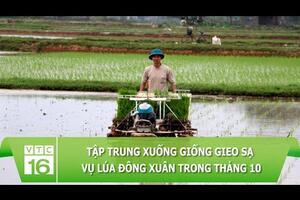 Giá hồ tiêu tăng mạnh, cảnh báo ồ ạt trồng cẩn thận nếm "trái đắng" | VTC16