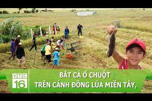 Bắt cả ổ chuột trên cánh đồng lúa miền Tây, nông dân bán 100.000 đồng/kg | VTC16