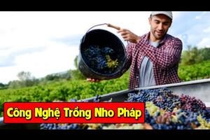 Công Nghệ Trồng, Chăm Sóc, Thu Hoạch Và Chế Biến Nho Ở Pháp Hiện Đại Tới Mức Nào
