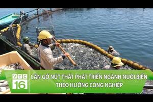 Cần gỡ nút thắt phát triển ngành nuôi biển theo hướng công nghiệp | VTC16