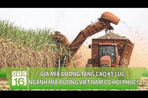 Giá mía đường tăng cao kỷ lục, ngành mía đường Việt Nam có hồi phục? | VTC16