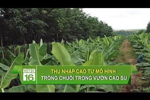 Thu nhập cao từ mô hình trồng chuối trong vườn cao su | VTC16