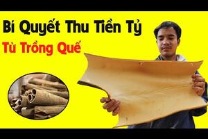 Người Việt Kiếm Hàng Tỷ Đồng Mỗi Năm Nhờ Thu Hoạch Vỏ Quế