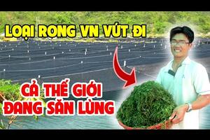 Loại rong mọc đầy ở biển Việt Nam nhưng là của hiếm trên bàn ăn nước ngoài