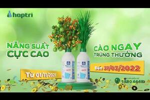 BOTRAC & HYDROPHOS POMOTION | Năng suất cực cao