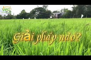 Cỏ Dại, Lúa cơi, Lúa cỏ - Michelle 62EC quản lý hiệu quả tốt nhất