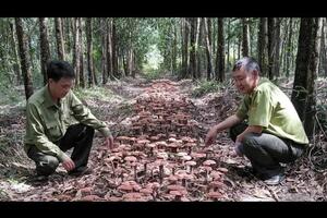 Trồng nấm thảo dược dưới tán rừng phòng hộ